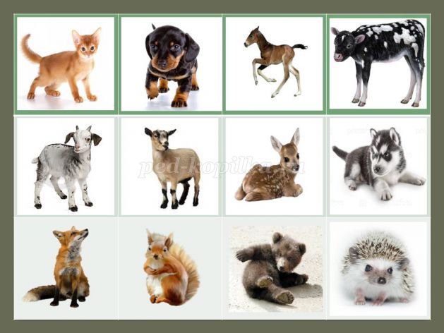 Карточки для развития ребенка дикие животные