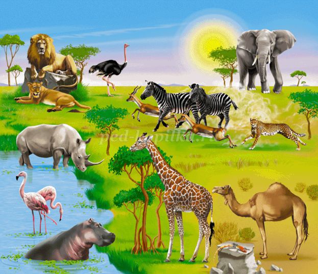 Животные африки для детей фото