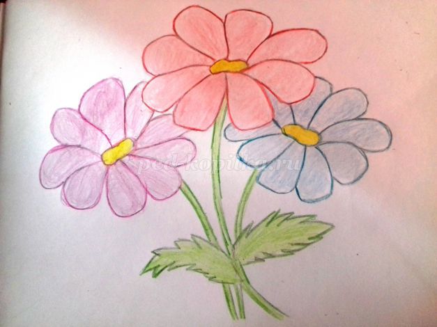 Летние цветы карандашом поэтапно с фото. Мастер-класс