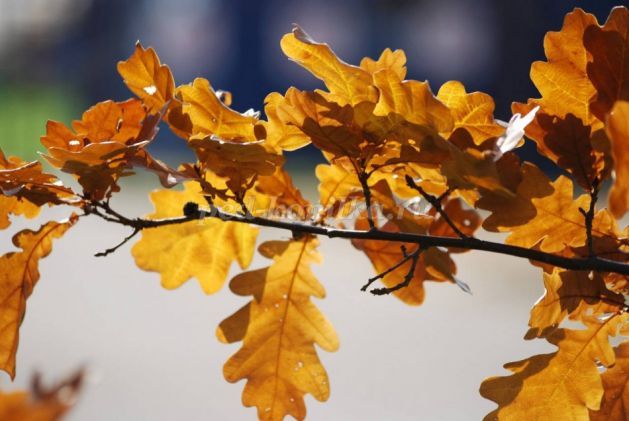 Цвет Листа Дуба Осенью Фото