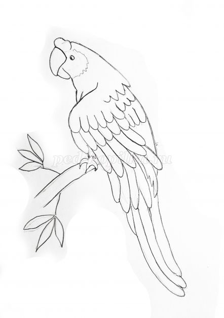 Как нарисовать попугайчика для ребенка карандашами поэтапно