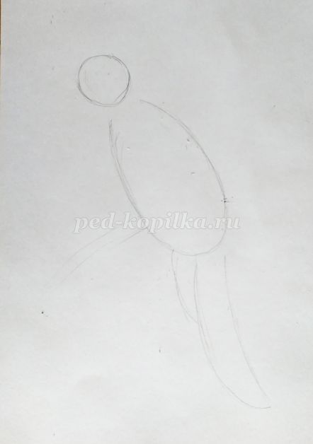 Как нарисовать попугая ребенку 5 лет