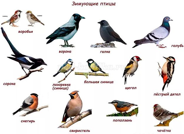 Зимующие Птицы России Фото