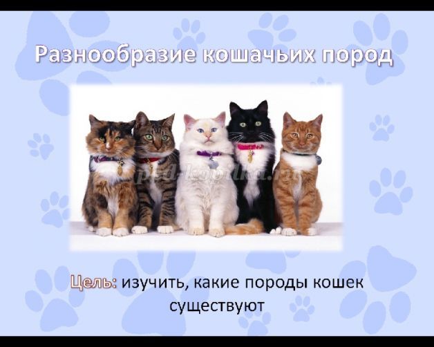 Породы кошек начальная школа